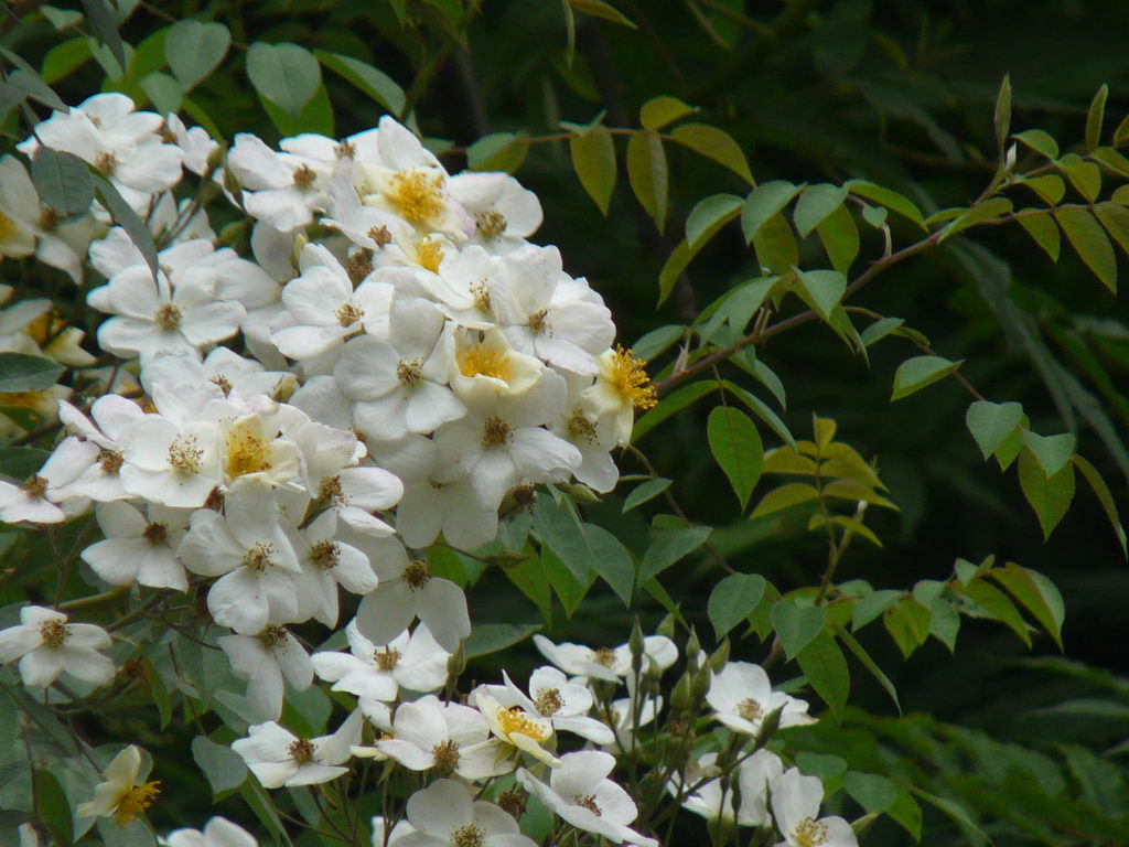 Rosa Brunonii